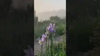 Прекрасное летнее утро