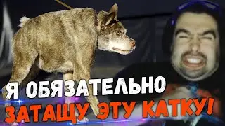 СТРЕЙ НА ЛЕСНОМ КРЫСОПСЕ БЫЛ СЛИШКОМ УВЕРЕН В СВОЕЙ ПОБЕДЕ...