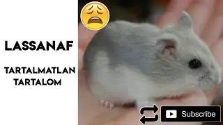 Lassanaf, és a tartalmatlan tartalom