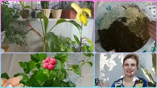 1 часть🌱Банан декоративный Пигмей от Гавриш🍌Бугенвиллия🌺Пересадки🌱Формирование🌱Состав грунтов