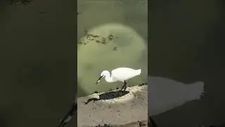 Удачная рыбалка! #Shorts