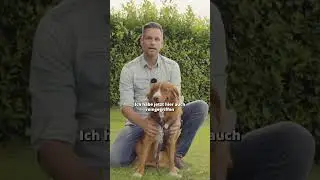 Ruhegriff beim Hund: So funktioniert es