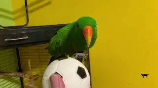 Эклектус кричит на мячик