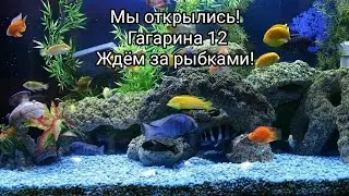 Ура! Мы открылись! Розничный отдел по продаже аквариумных рыбок, Гагарина 12, Челябинск