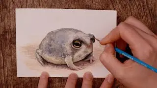 Desert Rain Frog - Gouache Timelapse
