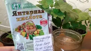 Эту пеларгонию подкормим удобрением,которое даст ей умеренный рост,крупный цветок и здоровый вид.