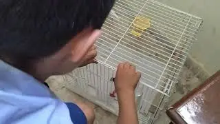 yeni evcil serçem