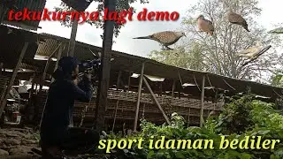 Ribuan tekukur di tempat ini,,,hingga bingung mau shootnya,,,