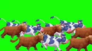 COW STAMPEDE GREEN SCREEN ! 