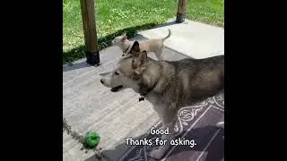 So much To Say! #husky #itsahuskything #talkinghusky