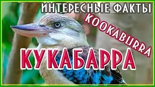 Кукабарра Интересные факты  #кукабарра #kookaburra #nature #природа #австралия #australia #интересно