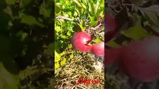 Лигол