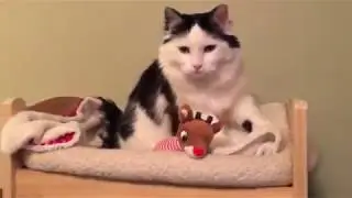 милый котик ложится спать