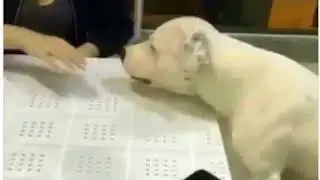 Охрана телефона