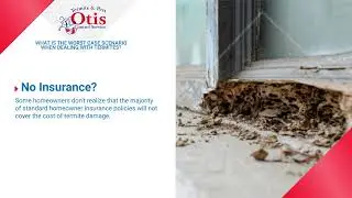 What is The Worst Case Scenario When Dealing With Termites? | Otis Termite & Pest Control