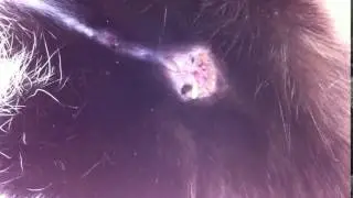 A tapeworm coming out of a cat