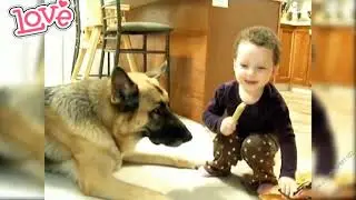 German Shephered Rescue and playing with baby