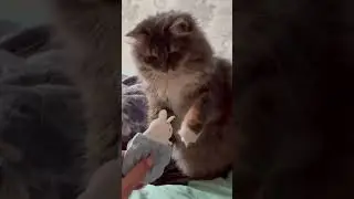 Alice vs Rabbit #аліса #cat #безкотажизньнета