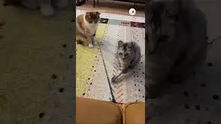 human... play this.