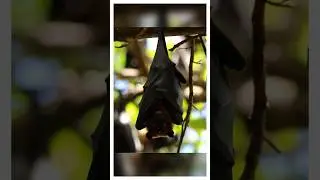 Is the giant flying fox dangerous?