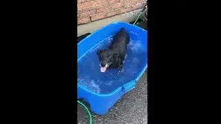 Dogs going Crazy over Water