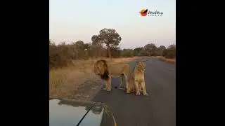 A lioness grooms while her protector stands guard. 🔊 Turn up the volume! #wildlife #lion #animals