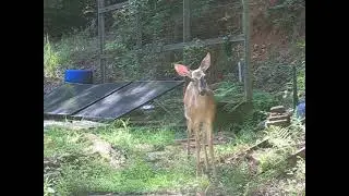 Deer visit