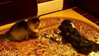 Cat vs Dog Fight / Кот против собаки