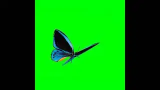 Mentahan Green Screen kupu-kupu cantik 