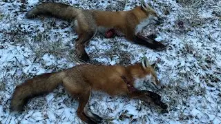 Double kill fox hunt, chicken killers down!!!