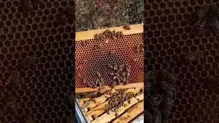 Бакфаст всегда с мёдом!!