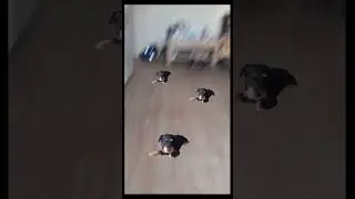 skibidi Terri 1