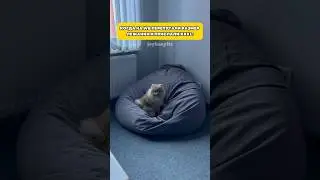 Ну да свободно и што?  #шпиц #собаки #померанскийшпиц #шпицмини #смешноевидео #животные