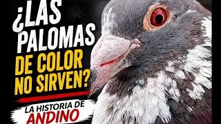ME DIJERON QUE LAS PALOMAS DE COLOR NO SIRVEN...