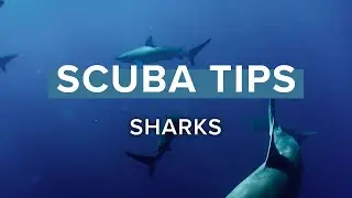 Sharks | Scuba Tips | 