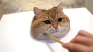 Сегодня мастер-класс: рисуют котика | 1 час