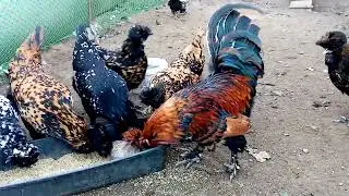ВЕЧЕРНЕЕ КОРМЛЕНИЕ КУРИНОГО ПОЛЦАРСТВА!!!!