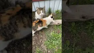 А вот эта кошка #shortsfeed #shortvideo #shortsviral