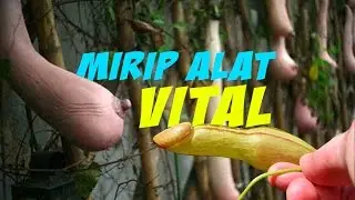 7 TUMBUHAN INI SANGAT MIRIP ALAT VITAL MANUSIA