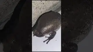 scary frog 🐸🐸