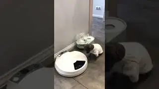 Авто кормушка для собак и кошек