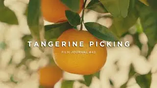 TANGERINE PICKING | Sony FX30 Sigma 18-50 2.8 Cinematic Vlog // Film Journal #42
