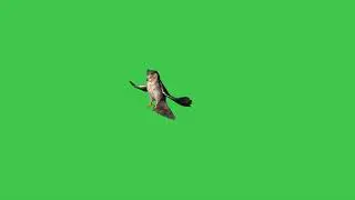 Flying Owl Green Screen Effect
