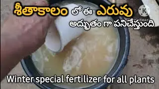 247.  శీతాకాలం లో ఈ ఎరువు అద్భుతం గా పనిచేస్తుంది. Winter special fertilizer for plants.