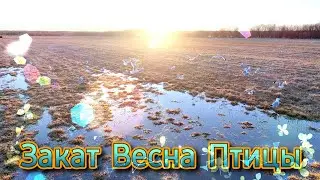 Пришла Весна. Прилетели Птицы. Берегите дроны.