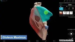 Gluteal Muscles