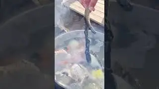 Уха из карася, Астрахань 2024!!! #music #housemusic #artist #love #automobile  #fishing #рыбалка