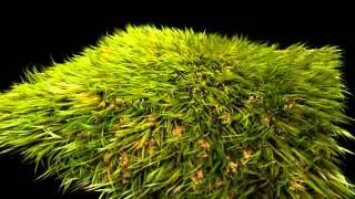 Photorealistic real grass