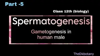 Spermatogenesis l Gametogenesis in male