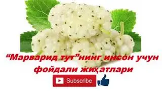 Marvarid TUT ya’ni OQ TUT Haqida hammasini bilib oling!!!! Kamqonlikni davolashda ishlatiladigan ...
